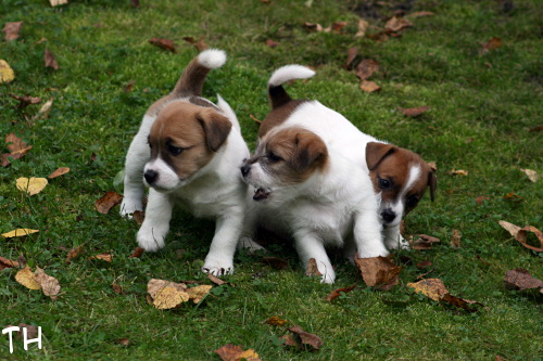 120911_hugo welho ruu.jpg - Hugo, Welho & Ruu